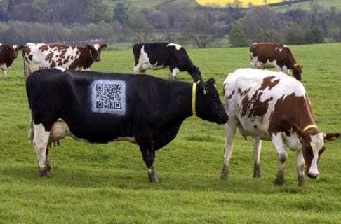 QR Code advantages Cow