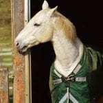 horse athletic wearable technology