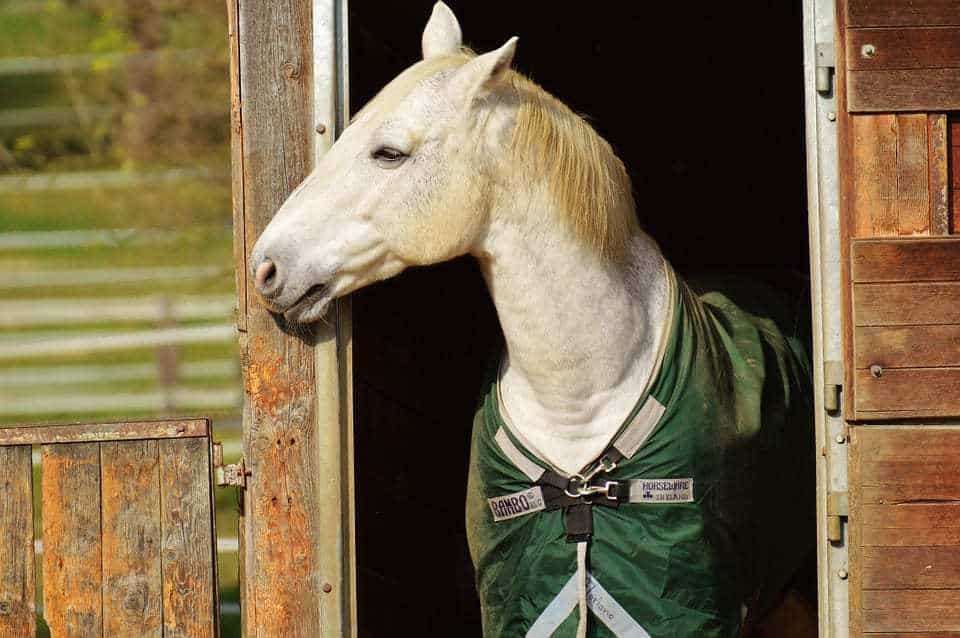 horse athletic wearable technology