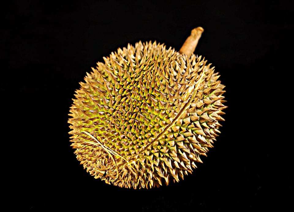 durian qr codes