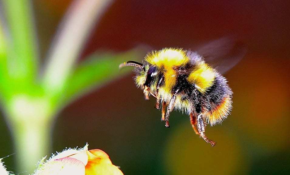 QR Code Bees - Image of Bumblebee in flight