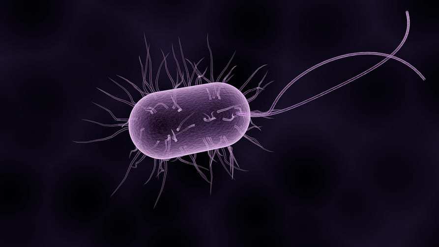 Dirty smartphones - Bacteria