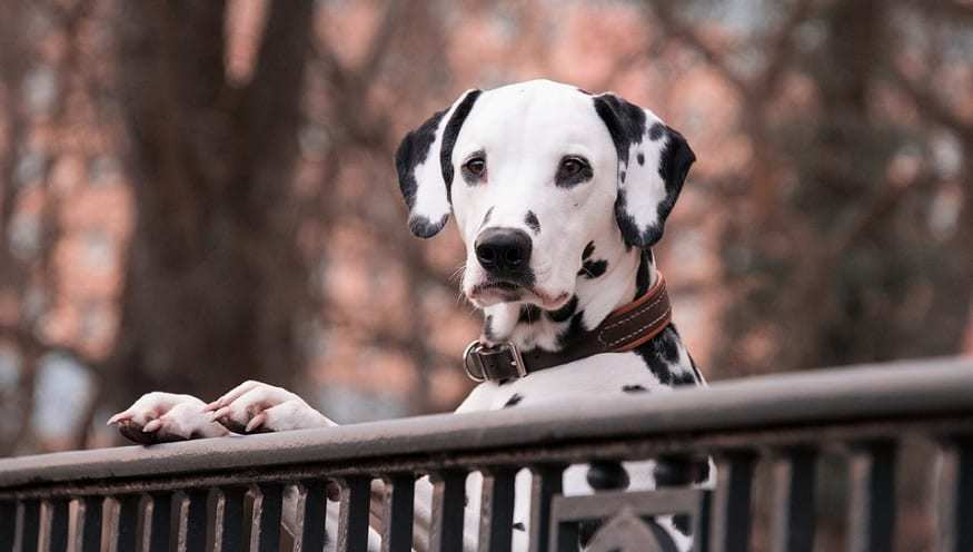 QR code pet license - Dalmatian dog