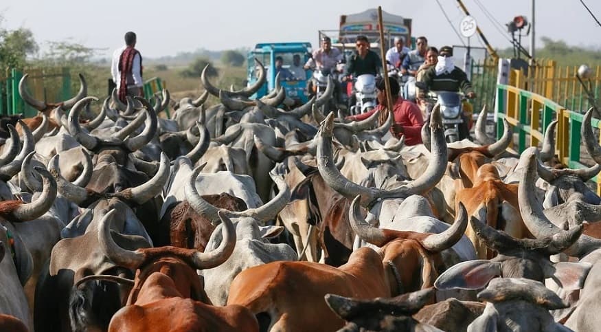 Cow facial recognition - herd of cows