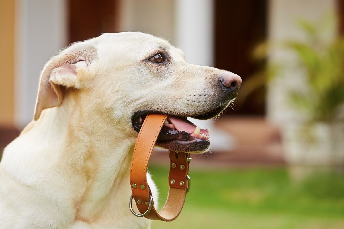 Smart dog collar - Dog holding a collar in his mouth