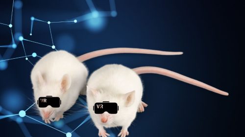 Virtual reality - concept image of lab mice wearing VR headsets