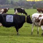 QR Code advantages Cow