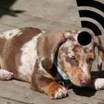 wearable technology for pets