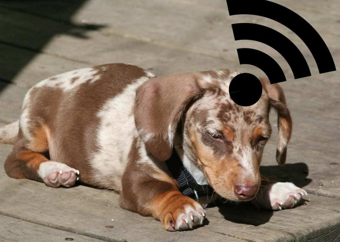 wearable technology for pets