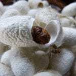 silk wearable technology worm