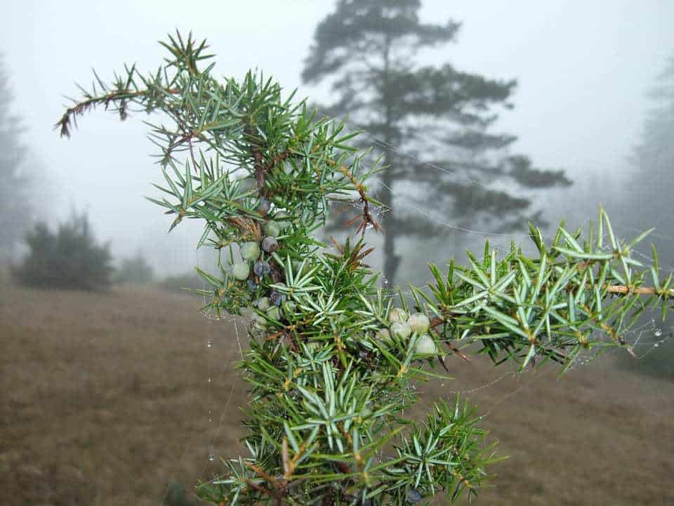 juniper giant qr code