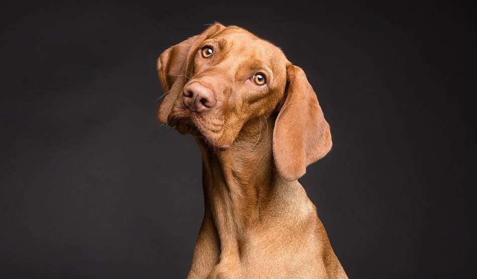 Veterinary VR tech - Dog