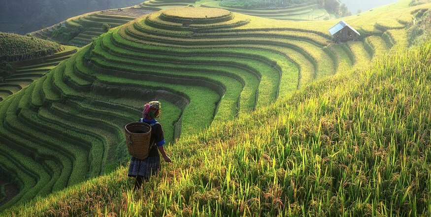 Happy Farmer game - China Farm