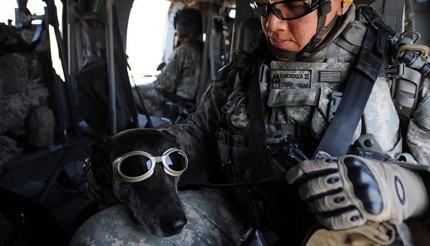 Augmented reality goggles - dog wearing goggles - military