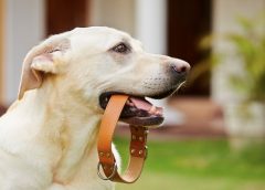 CES 2022 places the spotlight on Invoxia’s Smart Dog Collar