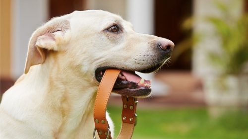 Smart dog collar - Dog holding a collar in his mouth