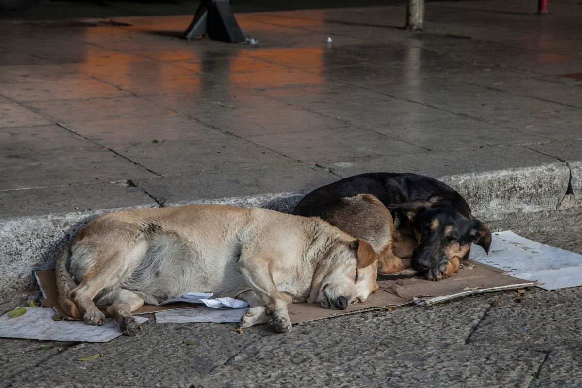 QR codes - Stray dogs