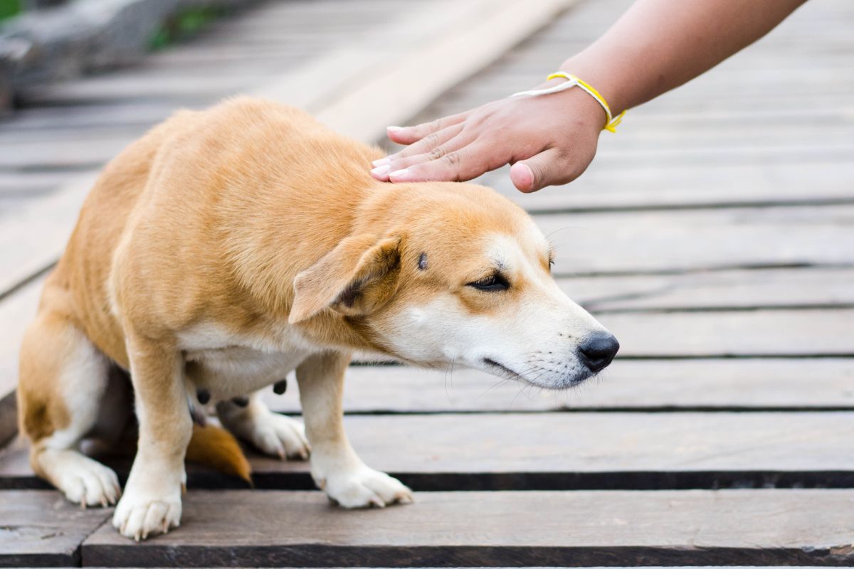 QR codes - dog being pet by person